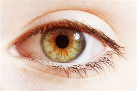 20600 Hazel Eyes Stock Photos Pictures And Royalty Free Images Istock