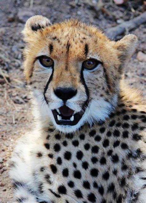 15 Informative Facts About Cheetah For Kids