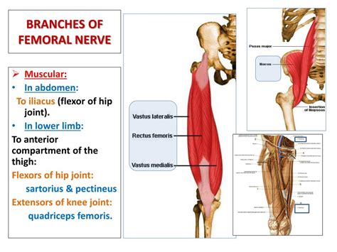 Ppt Lumbosacral Plexus Powerpoint Presentation Free Download Id