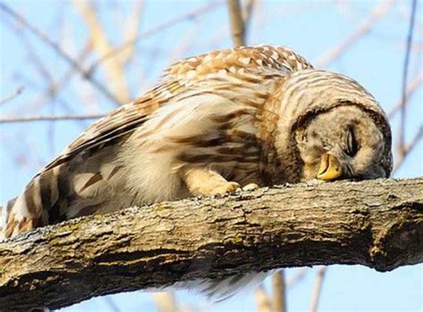 How Owls Sleep Rare But Yes Owls Do Lie Down To Sleep Owl Owl