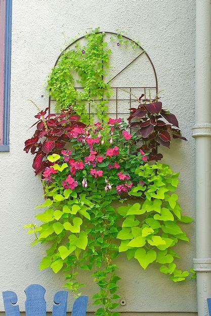 The glossy green foliage looks good all year round, and for different foliage effects there are. A north-facing wall is softened by this hanging planter of ...