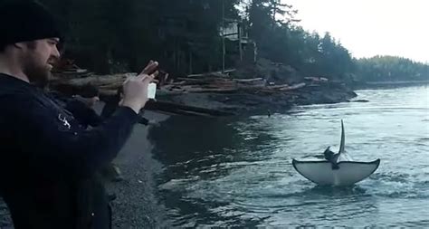 Bc Orcas Rare Beach Rubbing Behaviour Caught On Video British
