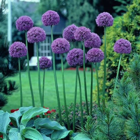 Van Zyverden Allium Giant Gladiator Set Of 3 Bulbs Purple Part Sun