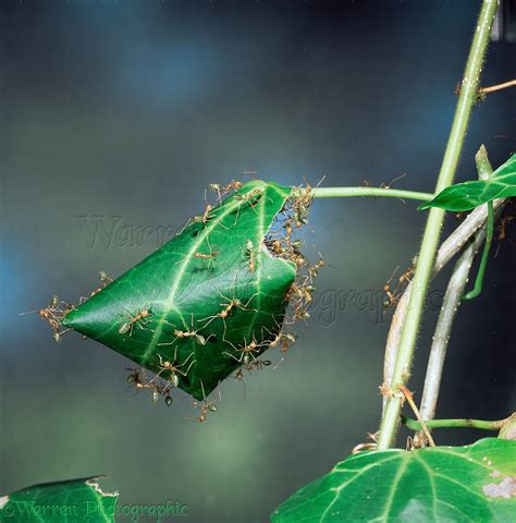 Green Tree Ants Making A Nest Photo Wp16798