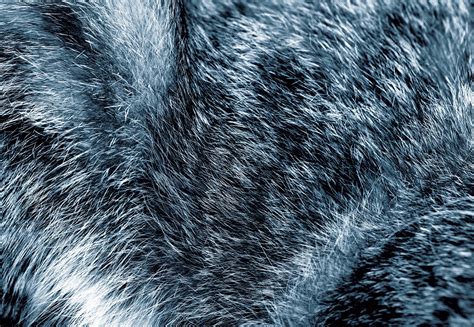 Wolf Fur Texture Blue11074wm Tapeedikoduee