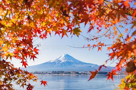 Autumn Season And Mountain Fuji With Evening Light And Red Leave Stock