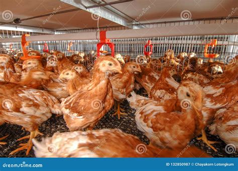 Chicken Layer Multiple Farm Housing Stock Image Image Of Beak