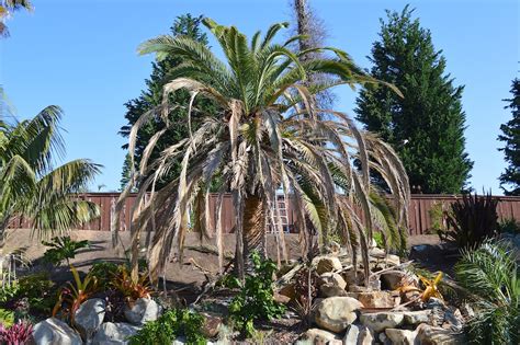 Expensive Tree Removal Thanks To Canary Palm Fusarium Wilt
