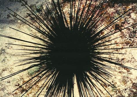 Real Monstrosities Black Long Spined Sea Urchin