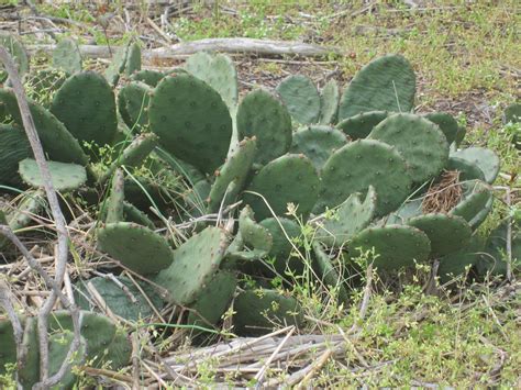 Reply of petitioners new york state rifle & pistol association, inc., et al. Wild cactus plants growing at Sandy Hook Beach in New Jers ...
