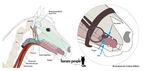 How To Find The Right Bit For Your Horse