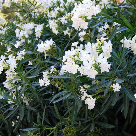Nerium Oleander ‘white White Oleander Western Star Nurseries