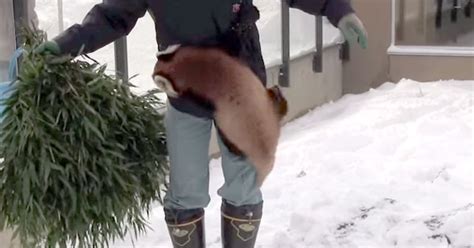 This Little Red Panda Loves His Caretaker A Little Too