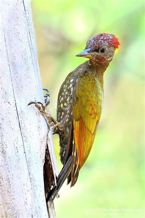 Lesser Yellow Naped Woodpecker By Anup Deodhar On 500px Pet Birds