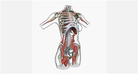 Female Torso Muscle Anatomy 3d Model By Dcbittorf