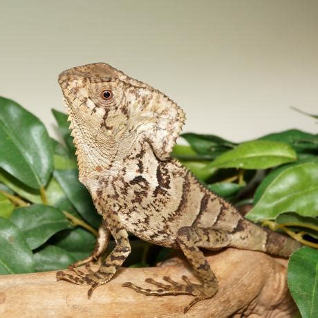 Having an exotic animal as a pet presents a tough challenge but it is without a doubt worth it. Buy HELMETED iguana online - Exotix reptiles for Sale