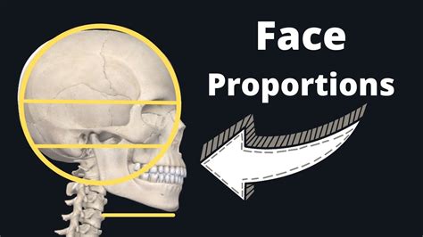 How To Draw Skull Proportions Using Loomis Front And Side View Youtube