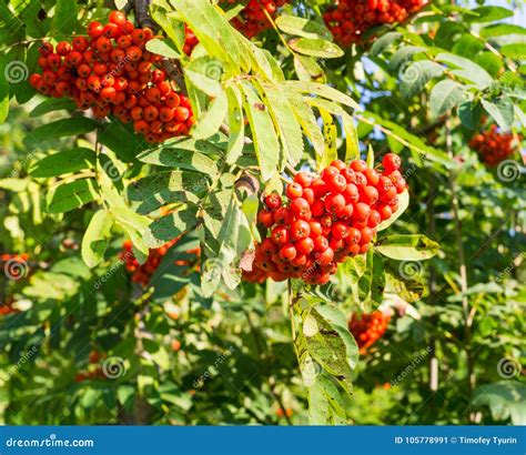 Rowan Tree With Red Berries At Autumn Background Nature Medical