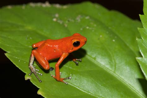 Oophaga Pumilio Frogs And Co