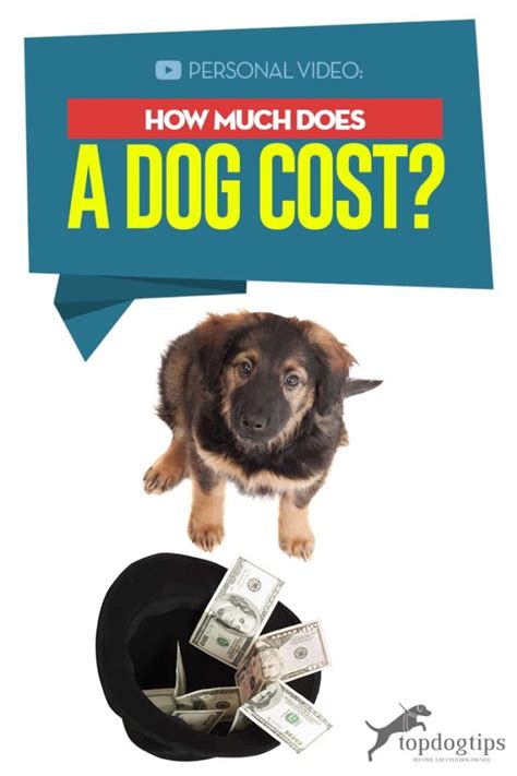 How Much Does A Dog Cost An Explainer Video And Detailed Guide