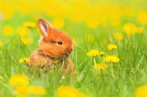 Cute Red Rabbit Sits Among The Yellow Flowers High Quality Animal
