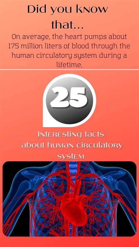 25 Interesting Facts About The Circulatory System A Thousand Facts