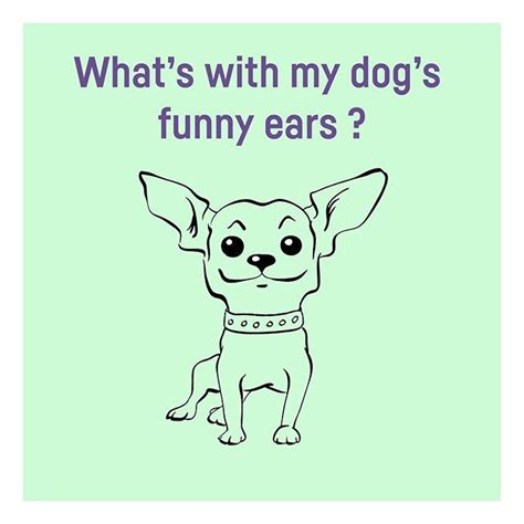Knowyourdoggo Dogs Ears Are Extremely Expressive Its No Wonder
