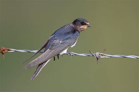 Juvenile Barn Swallow Side On Photograph By Peter Walkden