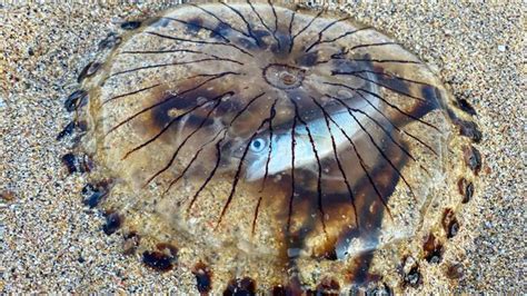 Translucent Jellyfish With Fish Trapped Inside It Washes Up On Uk