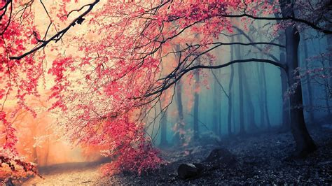 Download Wallpaper 3840x2160 Tree Fog Nature Beautiful