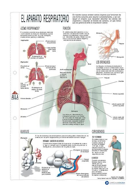 Aparato Respiratorio Aparato Respiratorio Respiratorio Sistema