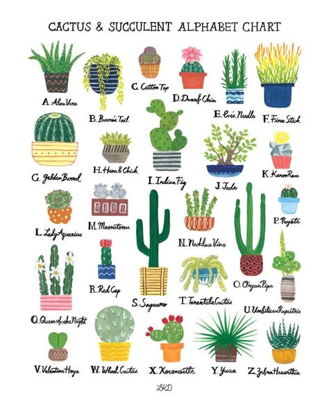 Cactus And Succulent Alphabet Chart Art Print Etsy In 2021 Cactus