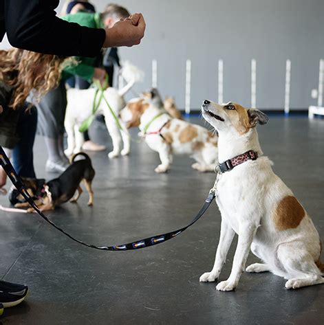 Use this class to refresh your teenage pup's response to his name, come when called, stay/wait, and. Dog Training Classes | Denver Paw School