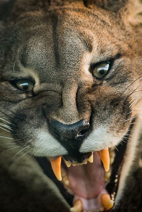 609 Best Cougar Americas Big Cat Images On Pinterest Mountain Lion