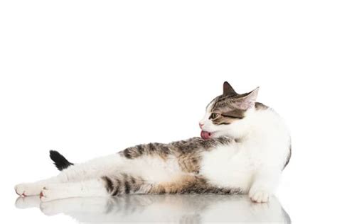Feline Hyperesthesia Syndrome — What Is It And How Do You Treat It