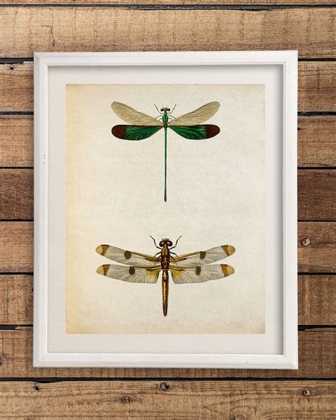 Vintage Dragonfly Art Print Dragonfly T Vintage Insect Etsy