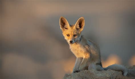 Swift Fox Wallpapers Wallpaper Cave