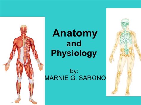 Anatomy And Physiology Of Human Body Systems Pdf Anatomy Physiology