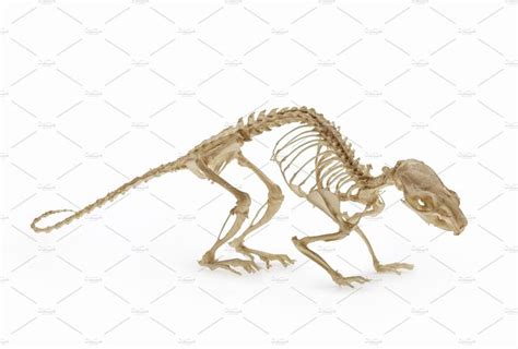 Natural Skeleton Of Rat Featuring Anatomy Animals And Background