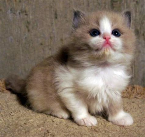 Purebred Mink Ragdoll Kittens For Sale In Calgary Alberta
