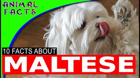 Maltese Dogs 101 Fun And Interesting Facts About The Maltese Re Edit