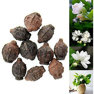 The flowers have many culinary uses from sweets to teas and inclusion in meat dishes and other savory foods. Buy Seeds-10Pcs Cape Jasmine Jasminiodes White Aromatic ...
