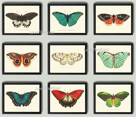 Butterfly Print Set Of 9 Art Print Nodd Antique Insect Etsy