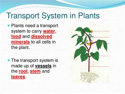Learn vocabulary, terms and more with flashcards, games and other study tools. 10. Transport System in Organisms E-learning - Diffusion ...