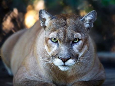 A Male Florida Panther Mountain Lion Florida Panther Panther