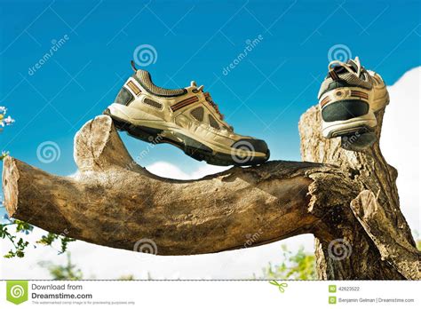 Sneakers On A Tree Stock Photo Image Of Shoe Sole Shoelace