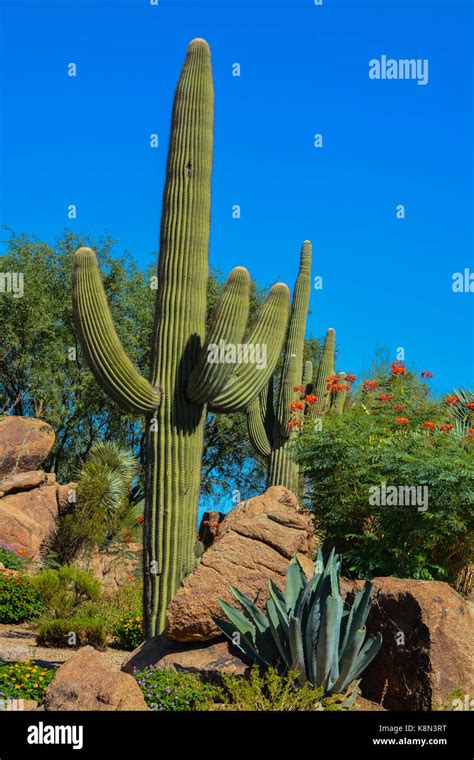 Desert Cactus Landscape In Arizona Stock Photo Alamy