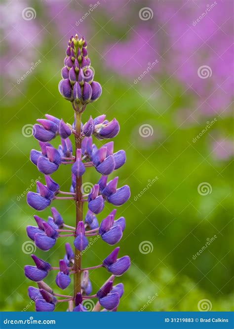 Purple Lupine Full Bloom Condition New Zealand Stock Photo