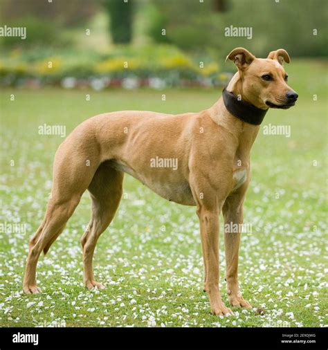 Lurcher Panting Hi Res Stock Photography And Images Alamy