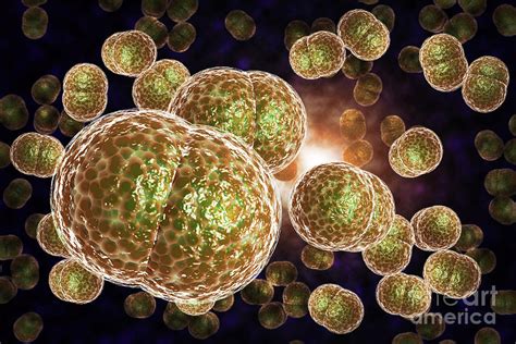Meningitis Bacteria Infection Photograph By Ezume Images Fine Art America